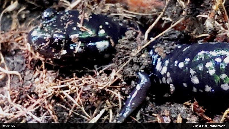 Northern Slimy Salamander