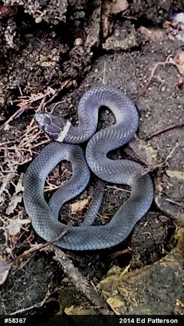 Northern Ring-necked Snake