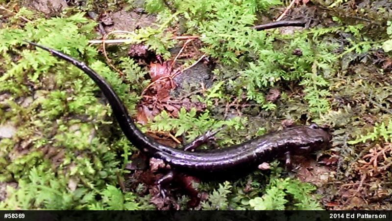 Allegheny Mountain Dusky Salamander