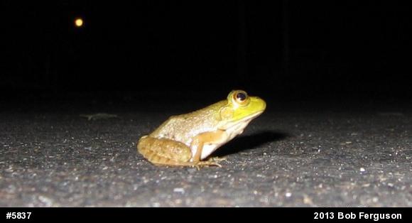 American Bullfrog