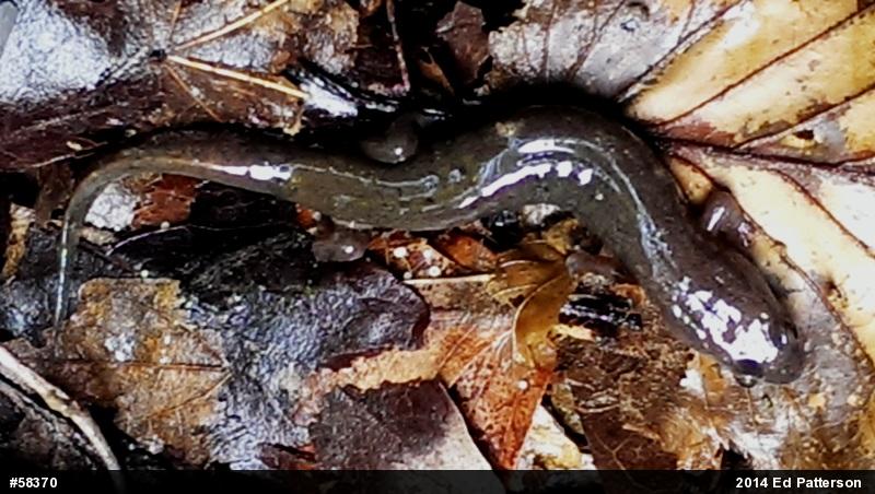 Northern Dusky Salamander