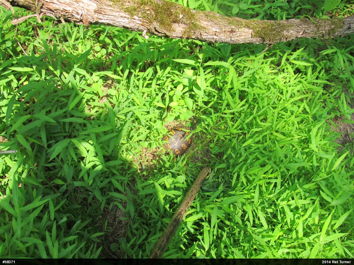 Eastern Box Turtle