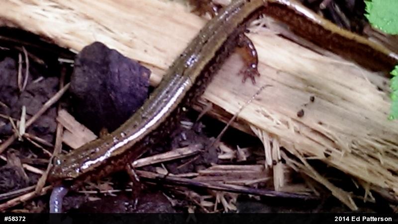 Northern Two-lined Salamander