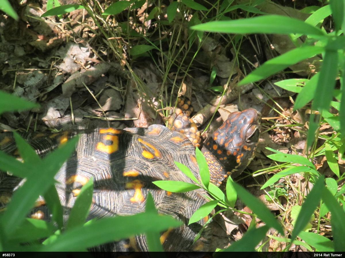 Eastern Box Turtle