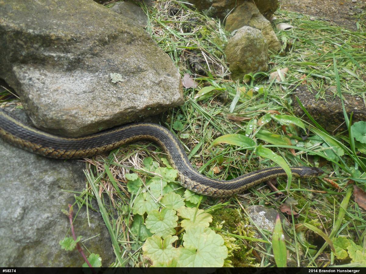 Eastern Gartersnake