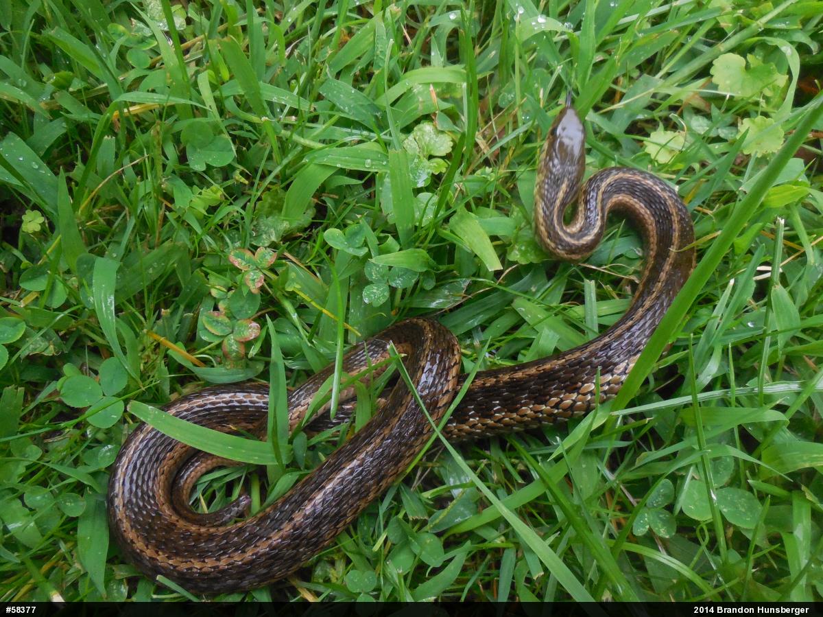Eastern Gartersnake