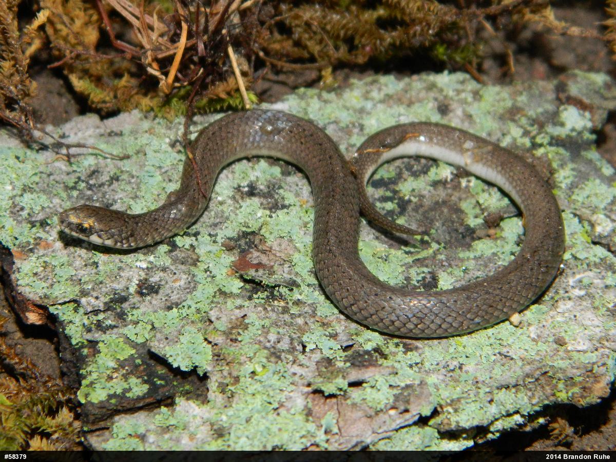 Eastern Smooth Earthsnake