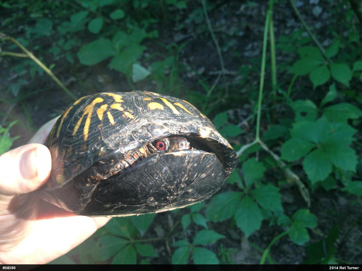 Eastern Box Turtle