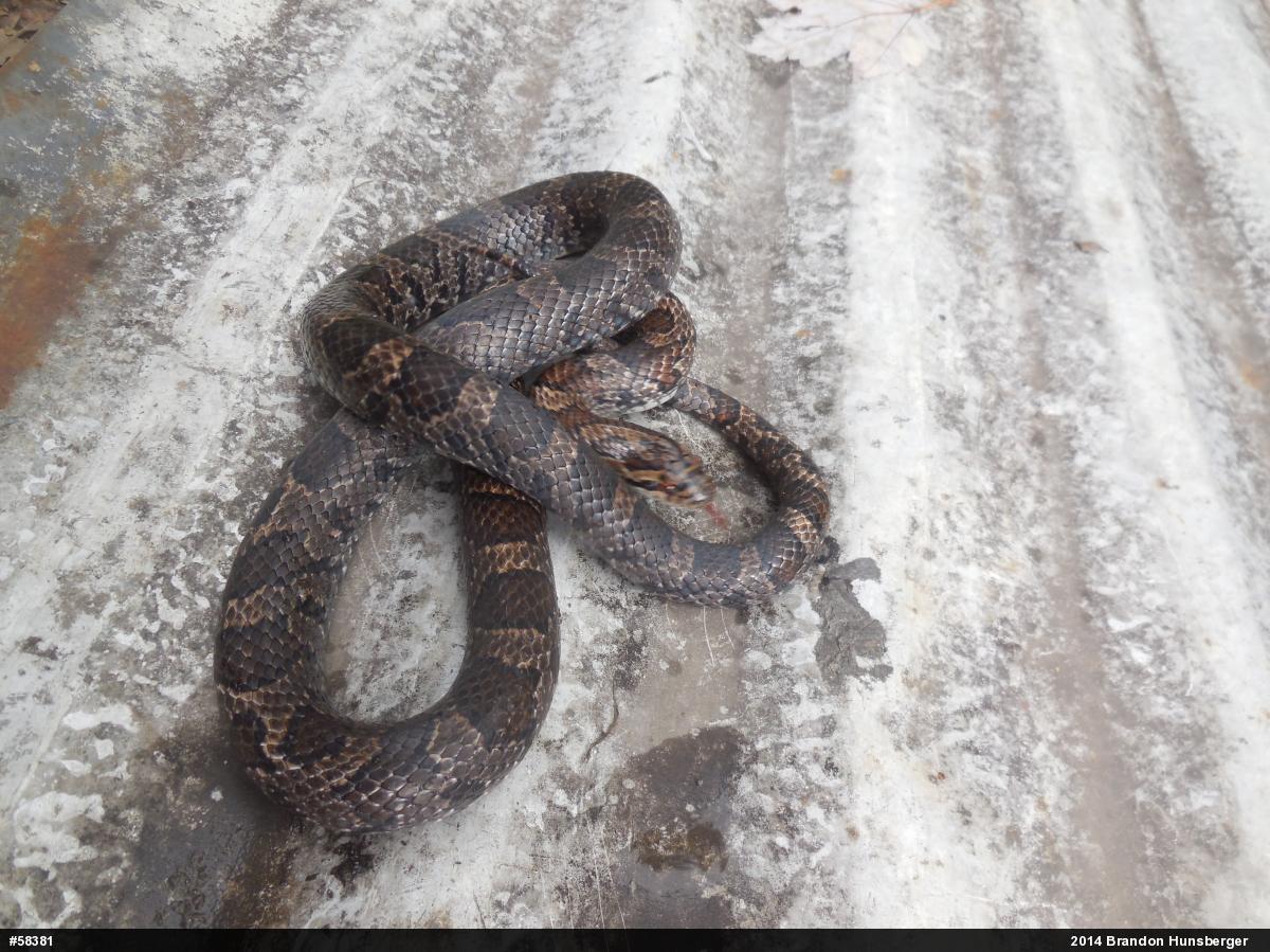 Eastern Milksnake