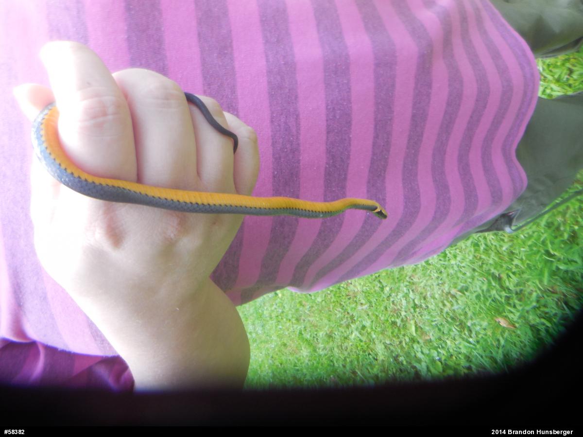 Northern Ring-necked Snake