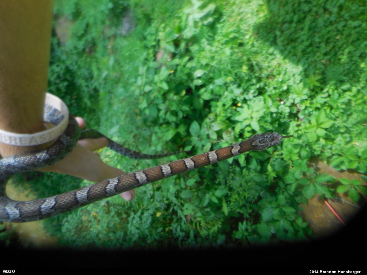 Eastern Milksnake