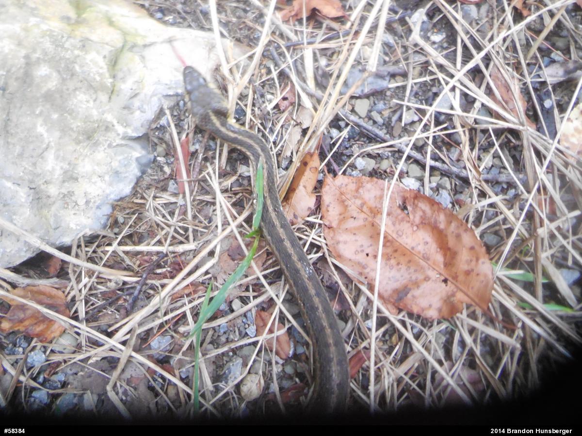 Eastern Gartersnake