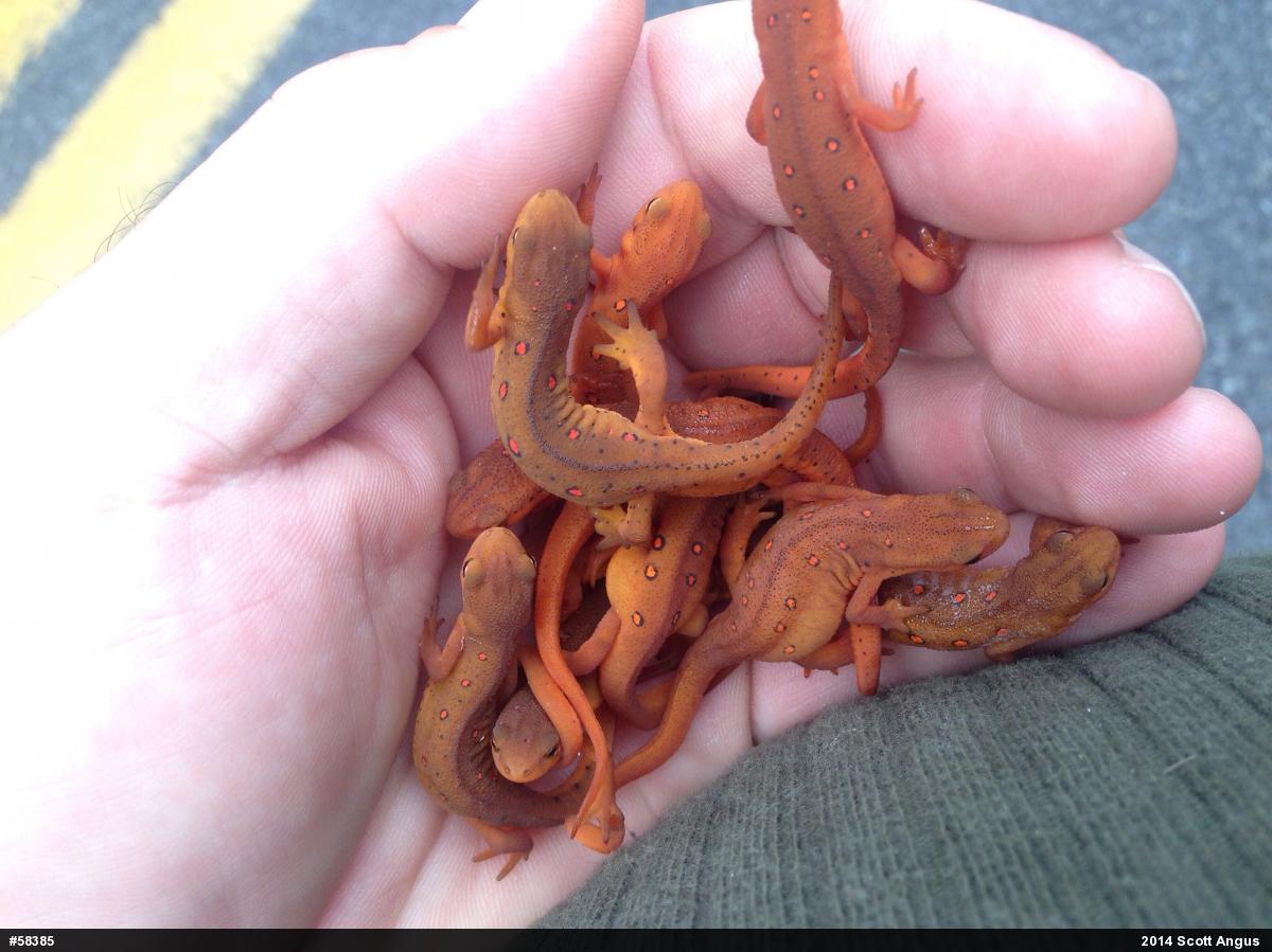 Red-spotted Newt