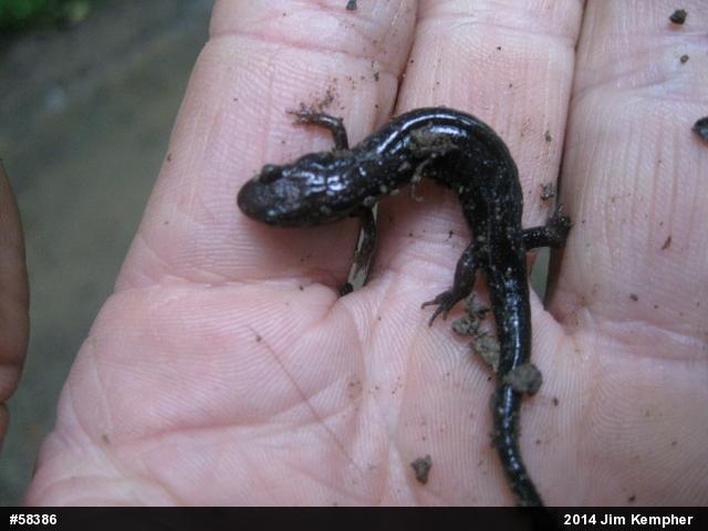 Allegheny Mountain Dusky Salamander