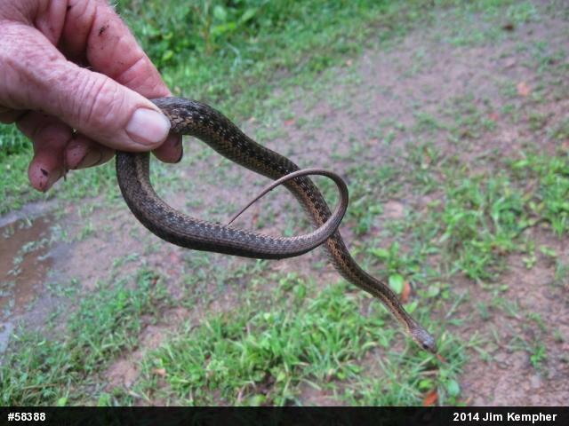 Eastern Gartersnake