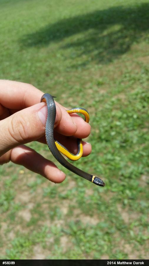 Northern Ring-necked Snake