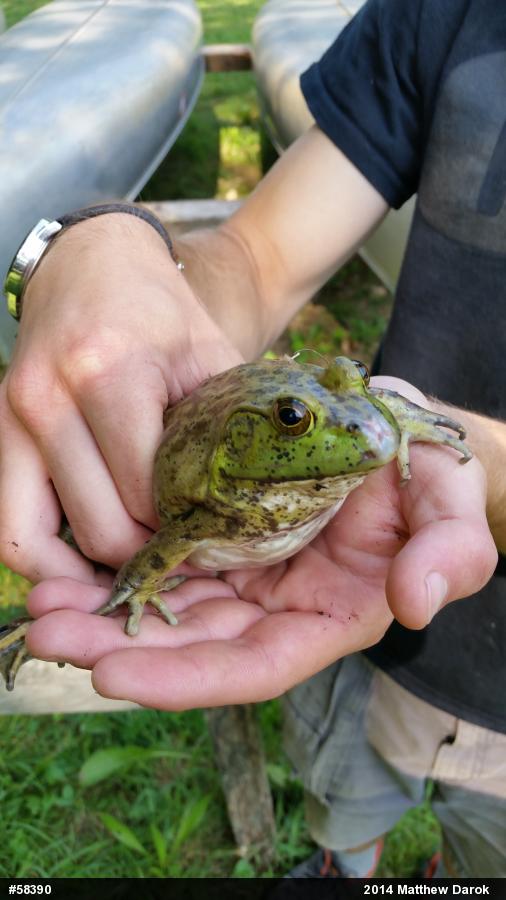 American Bullfrog
