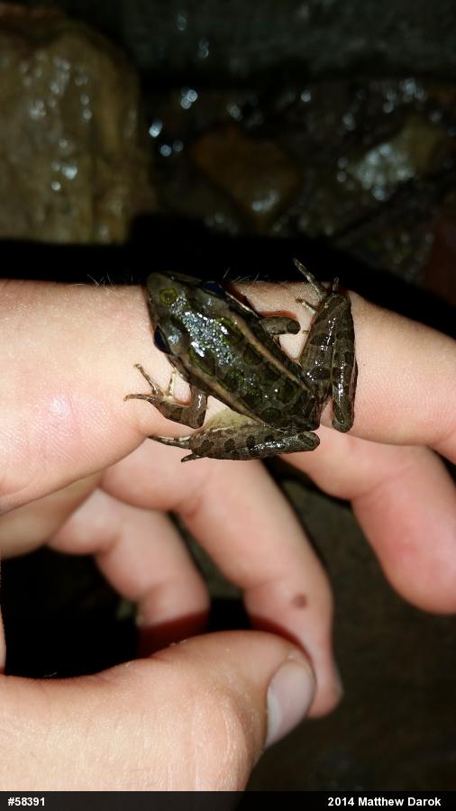 Pickerel Frog