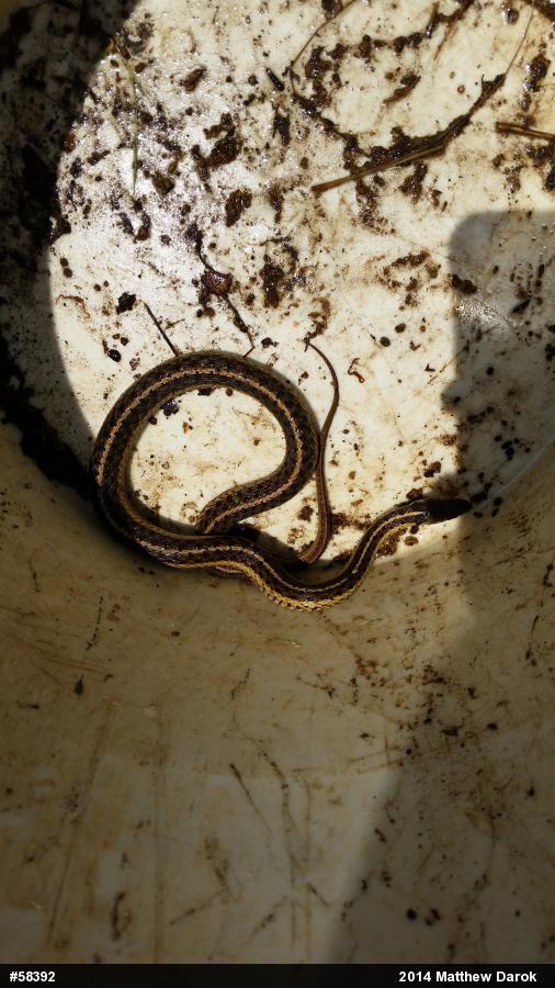Eastern Gartersnake