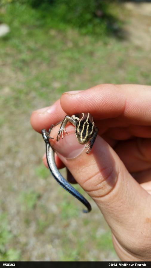 Common Five-lined Skink