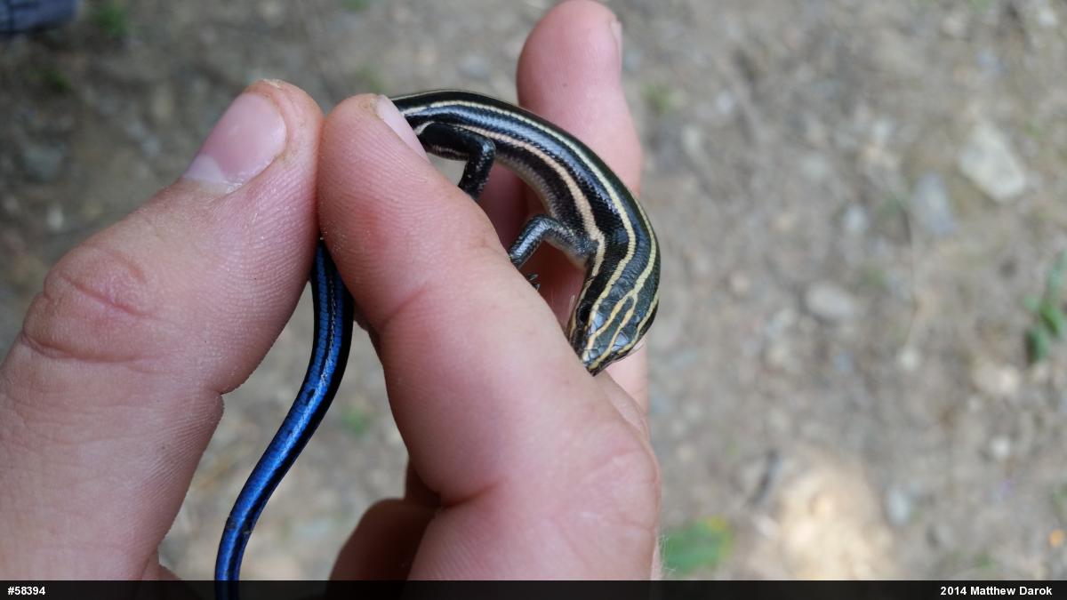 Common Five-lined Skink