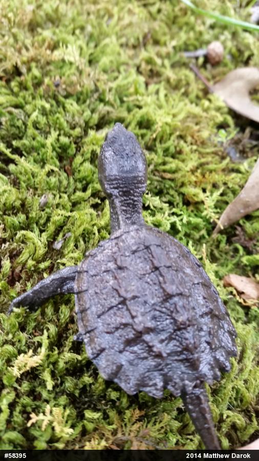 Snapping Turtle