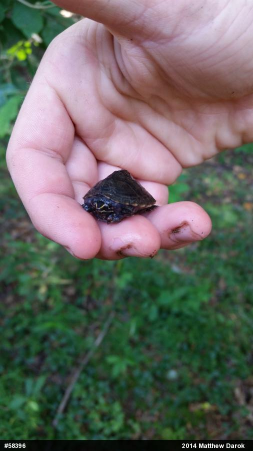 Eastern Musk Turtle