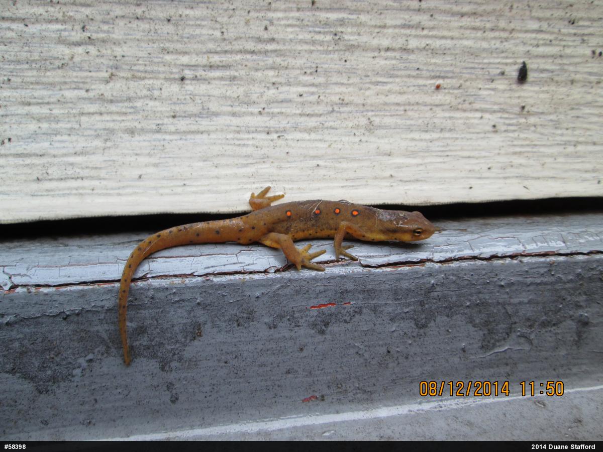 Red-spotted Newt
