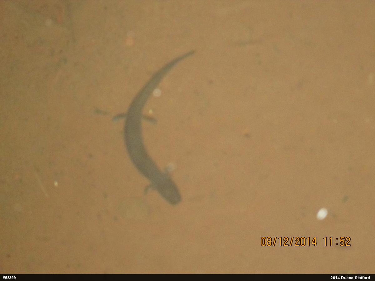 Northern Spring Salamander