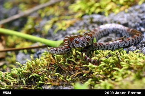 Eastern Milksnake