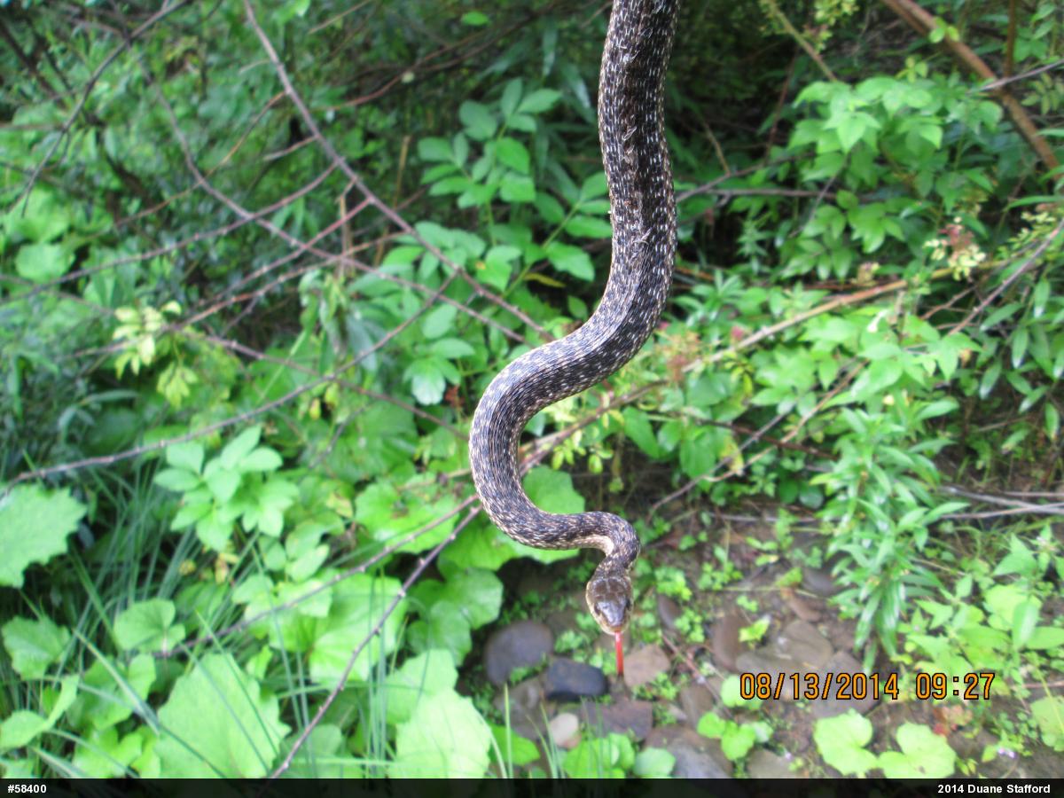 Eastern Gartersnake