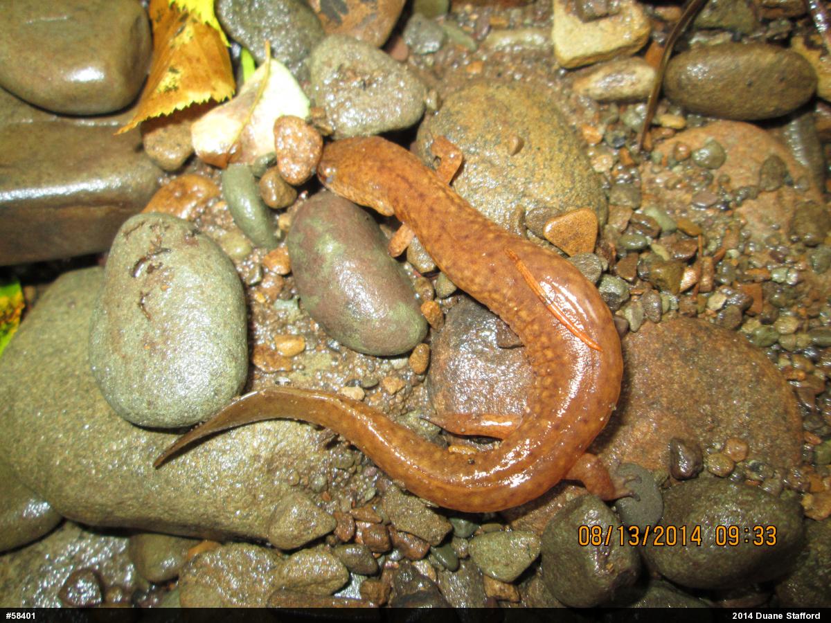 Northern Spring Salamander