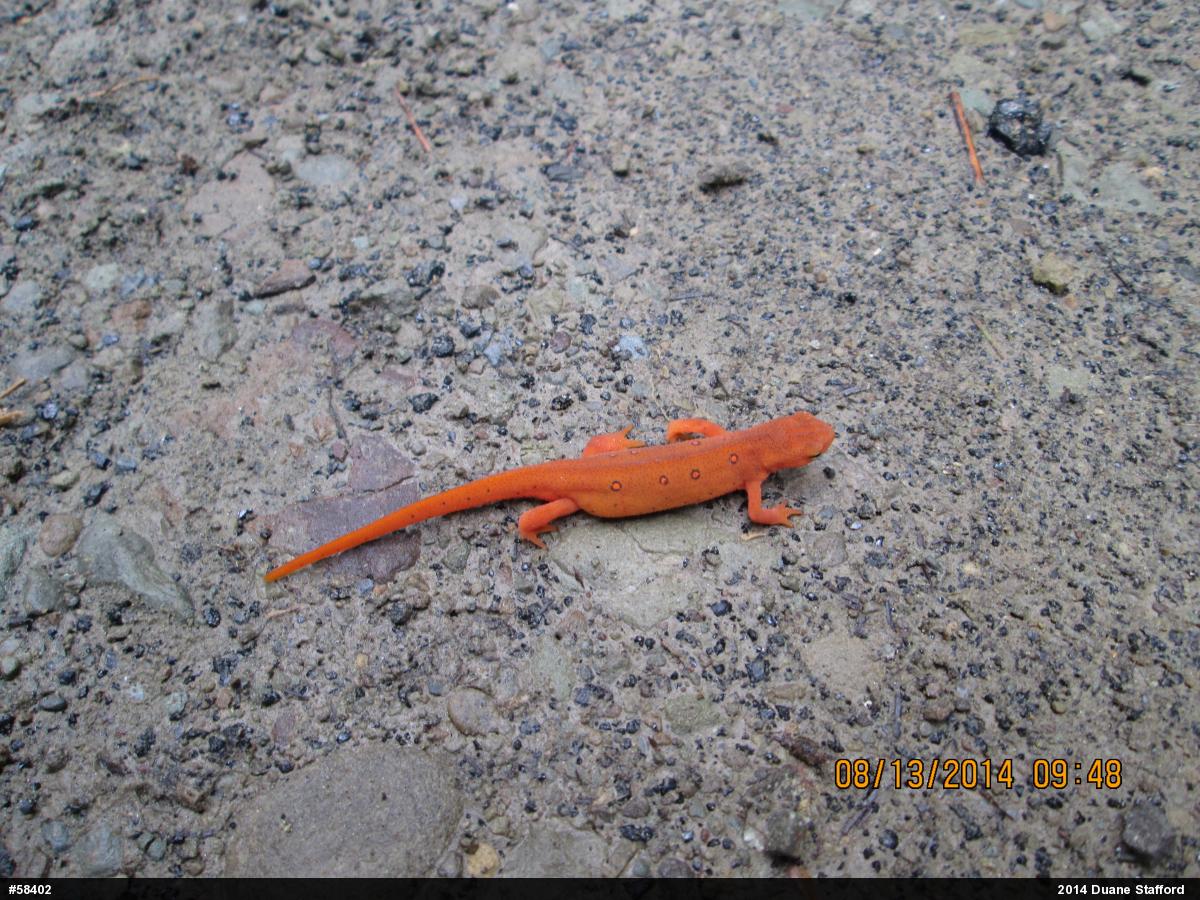 Red-spotted Newt