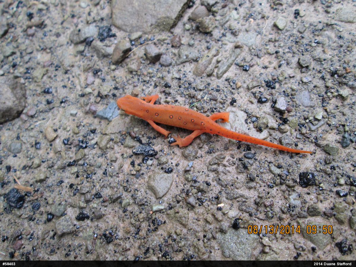 Red-spotted Newt