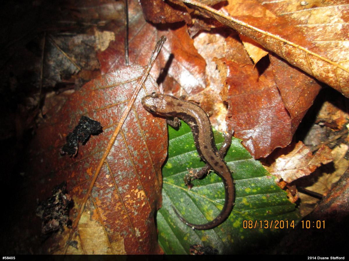 Allegheny Mountain Dusky Salamander