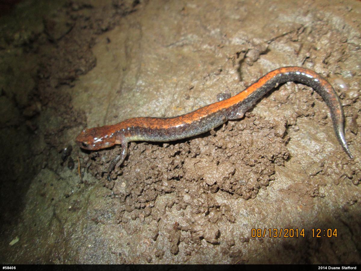 Eastern Red-backed  Salamander