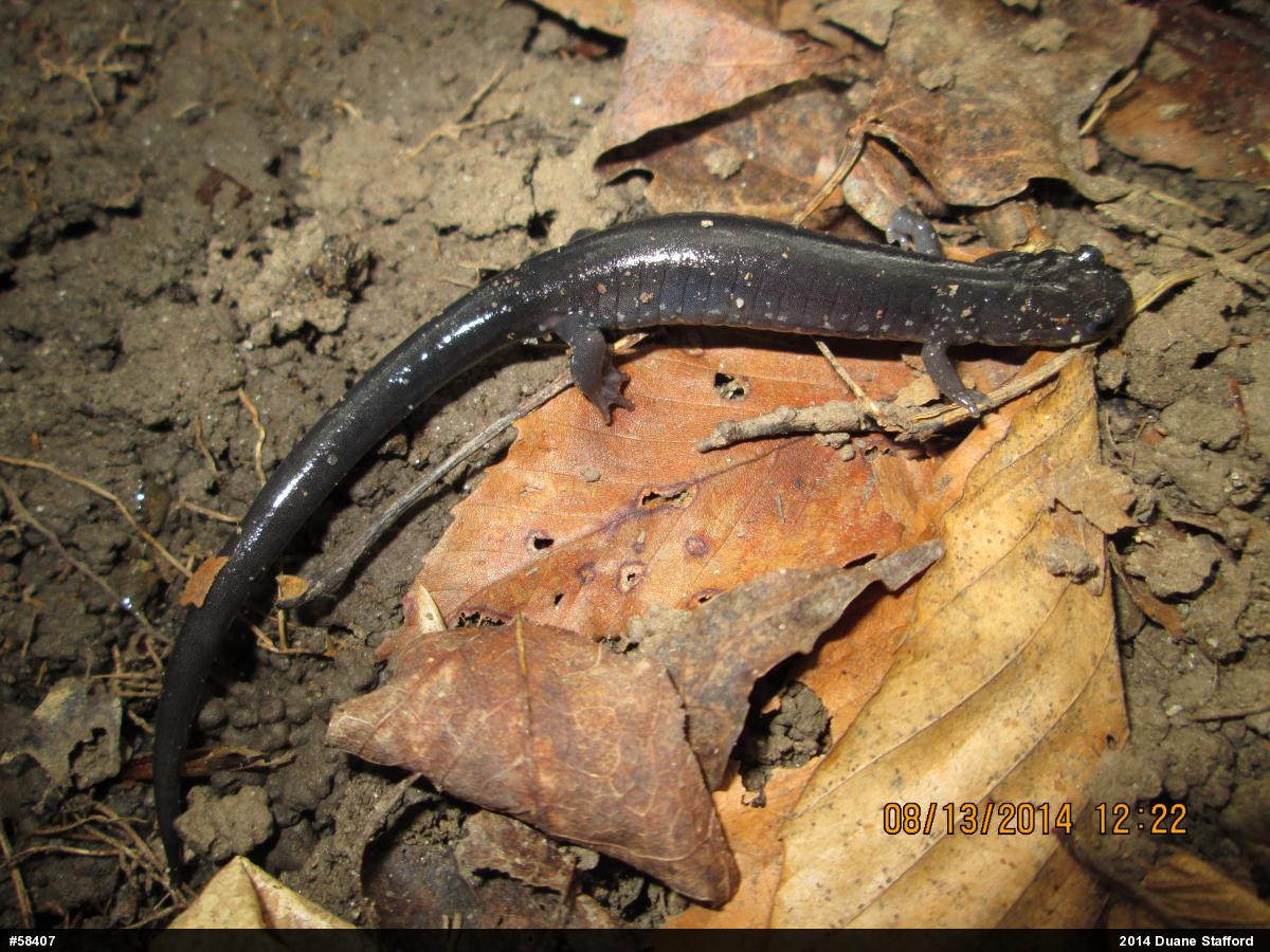 Wehrle's Salamander
