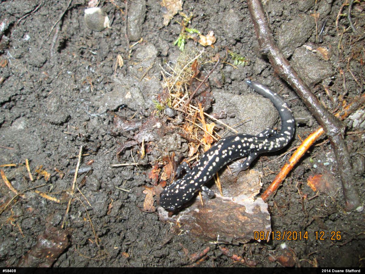 Northern Slimy Salamander