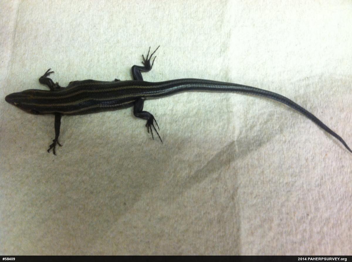 Common Five-lined Skink