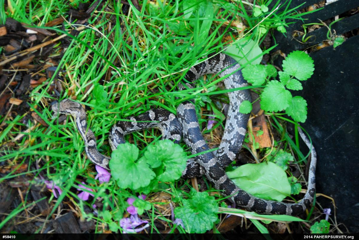 Eastern Ratsnake