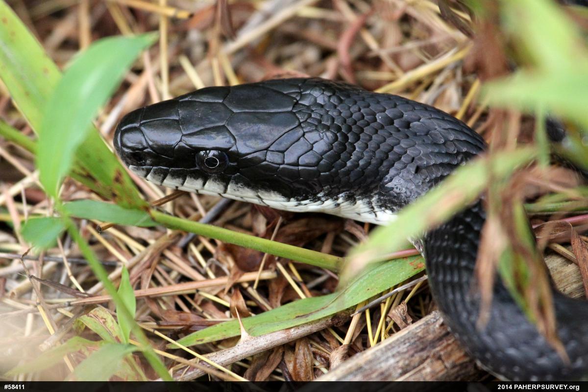 Eastern Ratsnake