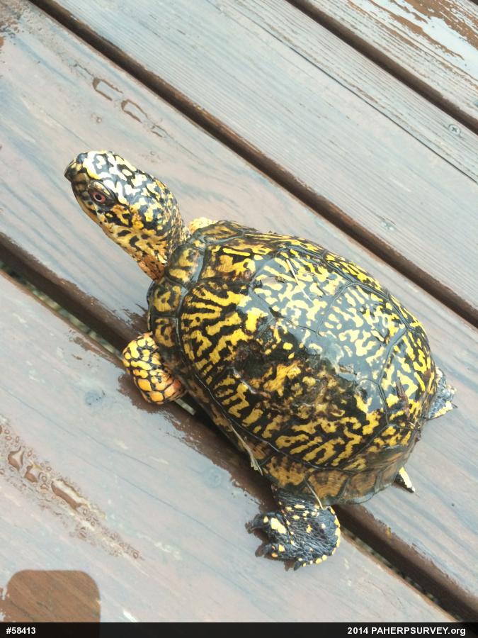 Eastern Box Turtle