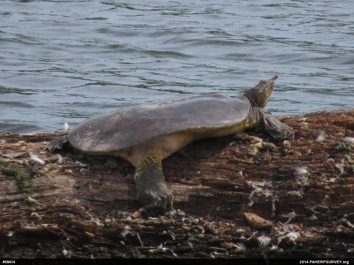 Eastern Spiny Softshell