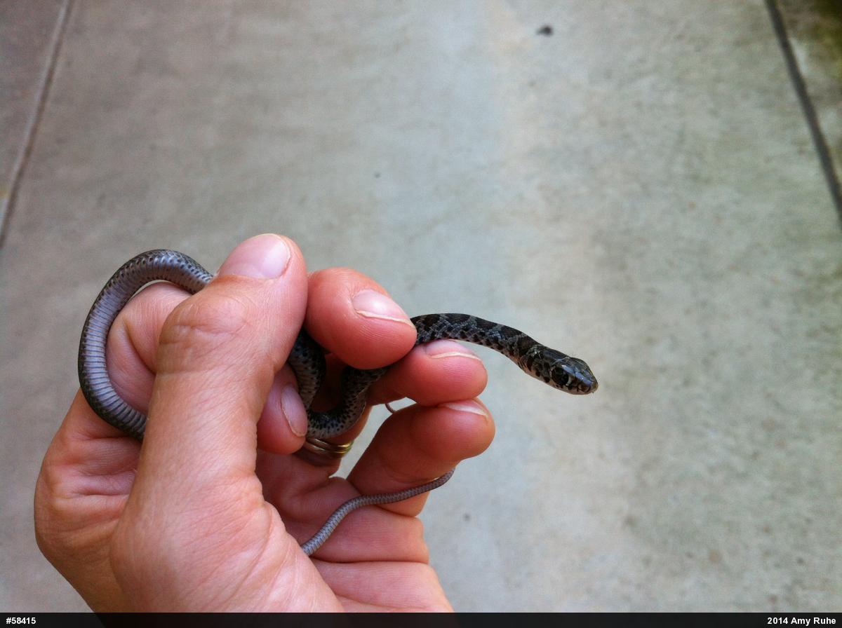 Northern Black Racer