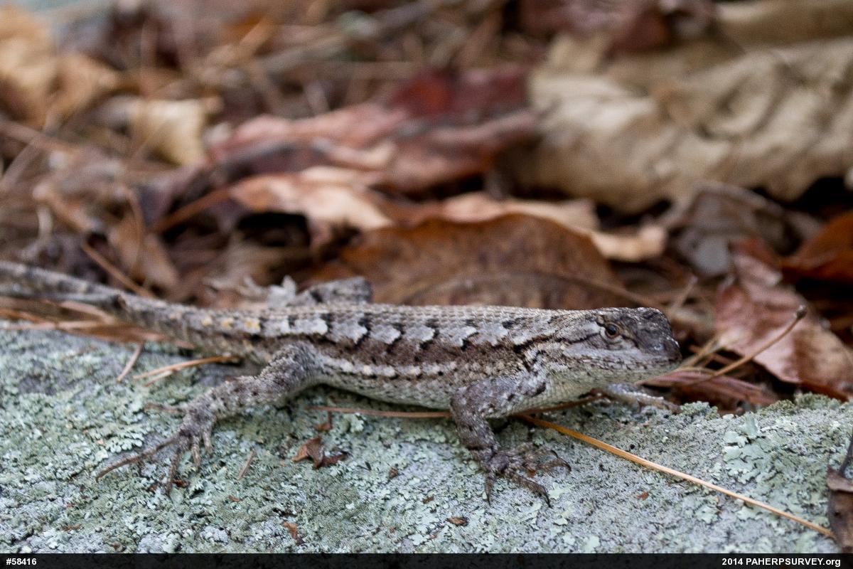 Eastern Fence Lizard