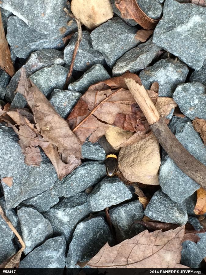 Northern Ring-necked Snake