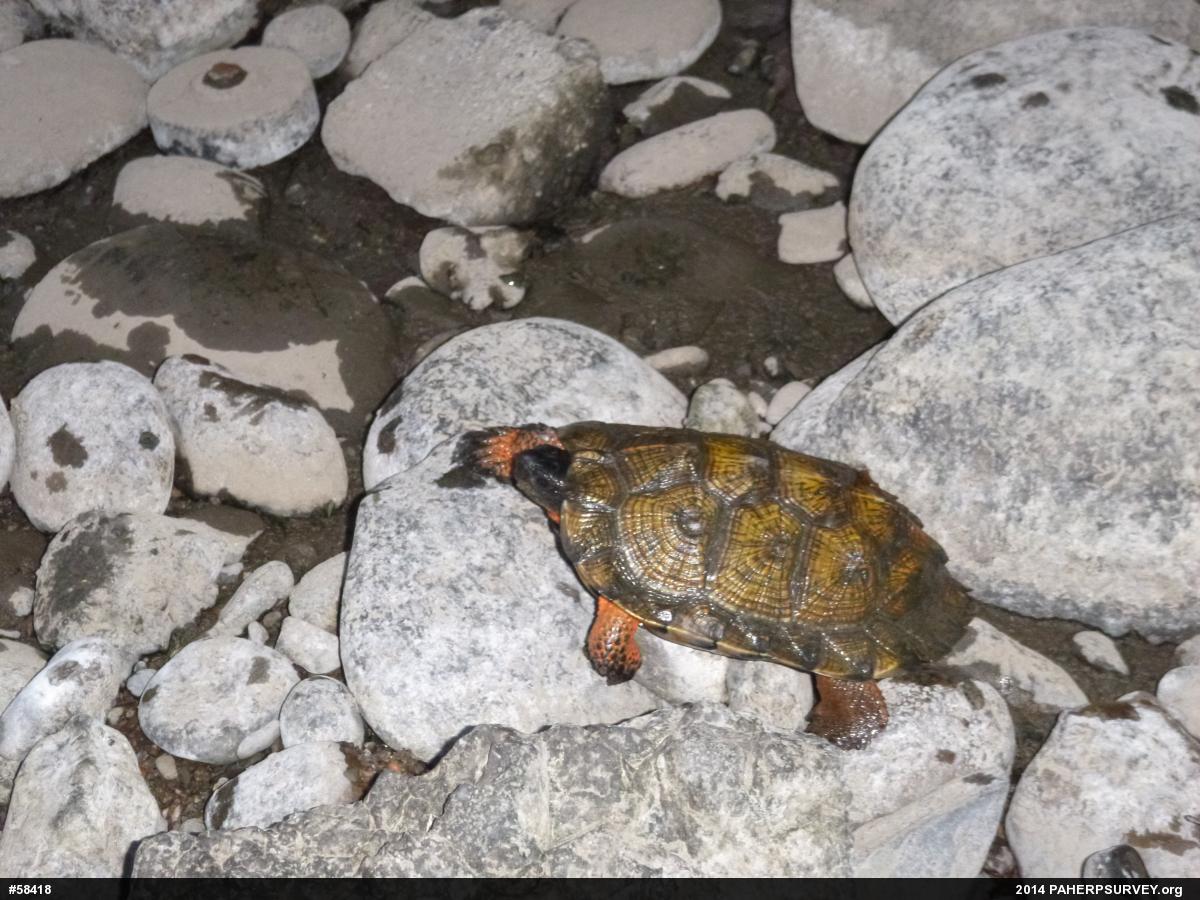 Wood Turtle