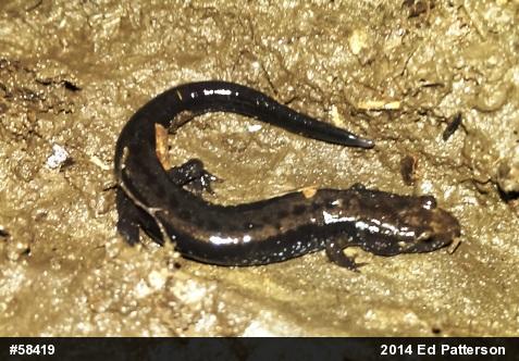 Allegheny Mountain Dusky Salamander