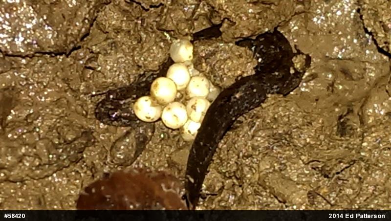 Northern Dusky Salamander