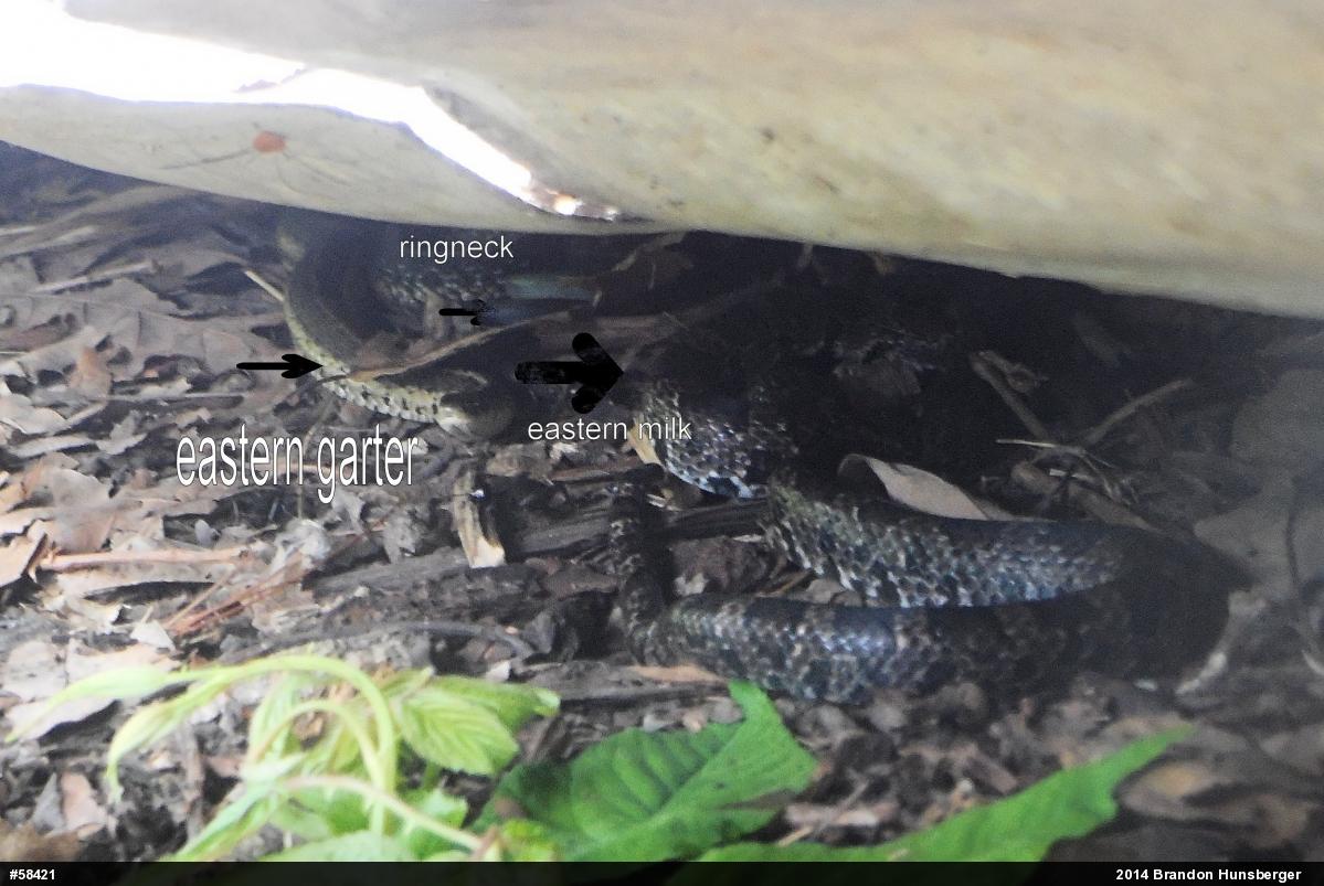 Eastern Gartersnake
